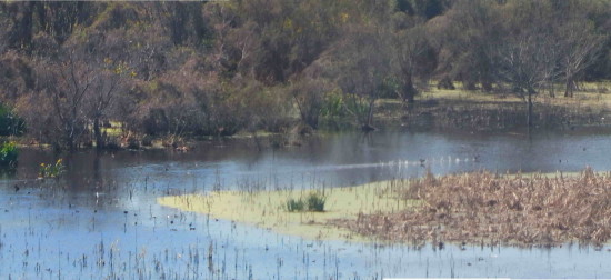 Gaviotas/Gull Pond