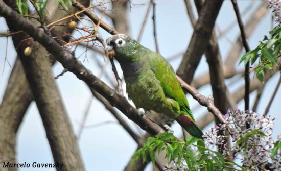 Loro maitaca/Scaly-headed Parrot