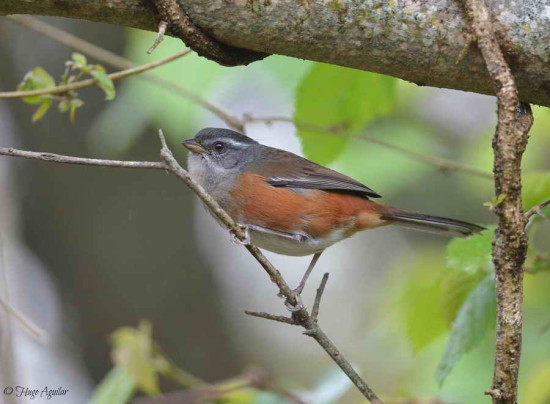 Monterita litoraleña/Gry-throated Warbling-Finch