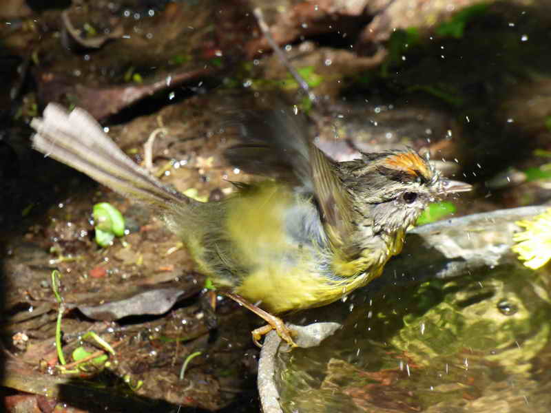Arañero coronado chico/Golden-crowned Warbler