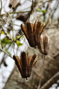 Aristoloquia/Aristolochia elegans