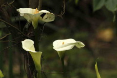 Cala/Calla lily