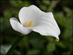 Cala/Calla lily