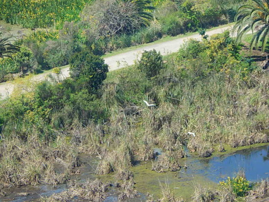 Camino de los Lagartos/Lizard Path