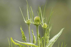 Cardencha/Wild teasel