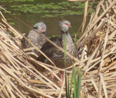 Chajá/Southern Screamer