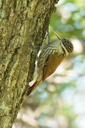 Chinchero chico/Narrow-billed Woodcreeper