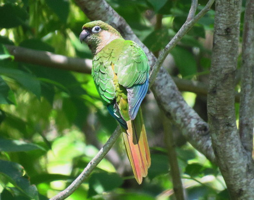 Chiripepé cabeza verde/Maroon-bellied Parakeet