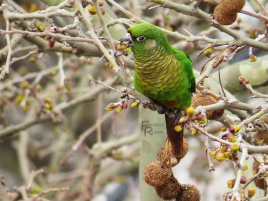 Chirirpepé cabeza verde/Maroon-bellied Parakeet