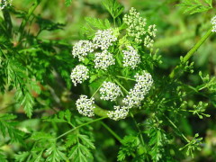 Cicuta/Poison hemlock