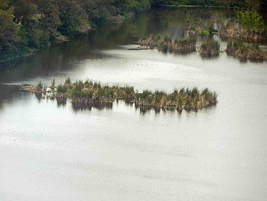 Coipos/Coypu Pond