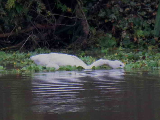 Coscoroba/Coscoroba Swan