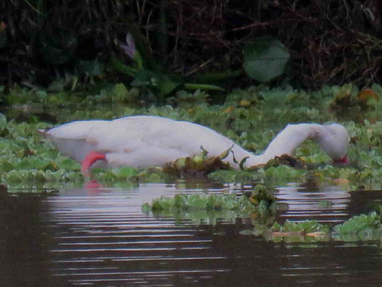 Coscoroba/Coscoroba Swan