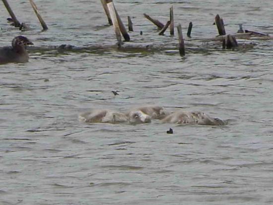 Coscorobas y macá/Swans and grebe