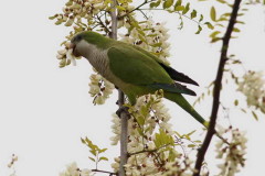 Cotorra/Monk Parakeet