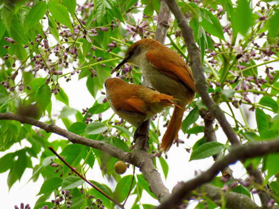 Curutié colorado/Yellow-chinned Spinetail