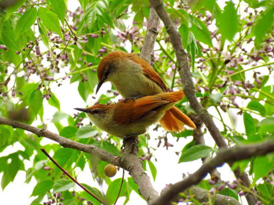 Curutié colorado/Yellow-chinned Spinetail