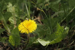 Diente de león/Common dandelion