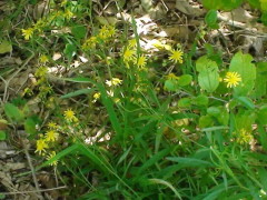 Flor amarilla/Fireweed