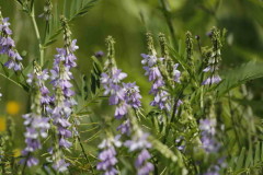 Ruda cabruna/Goat's rue