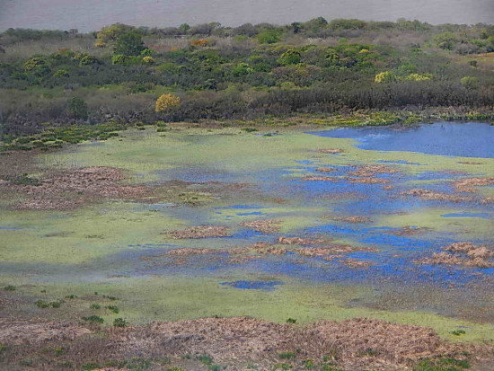 Laguna de las gaviotas/Gull Pond