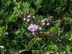 Hierba de San Simón/Vernonia scorpioides