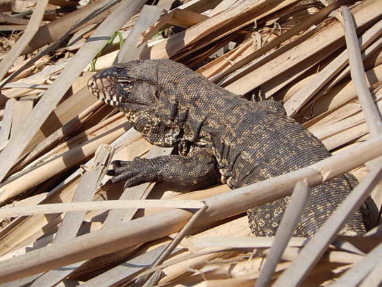 Lagarto overo/Black-and-white Tegu Lizard