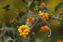 Lantana