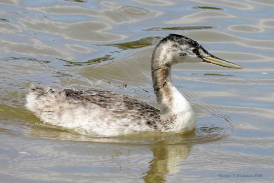 Macá grande/Great Grebe