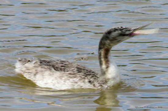 Macá grande/Great Grebe