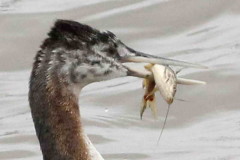 Macá grande/Great Grebe