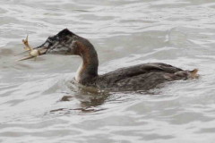 Macá grande/Great Grebe