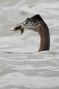 Macá grande/Great Grebe