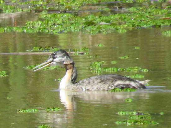 Macá grande/Great Grebe