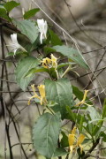 Madreselva/Honeysuckle