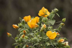 Malvavisco/Hairy Indian mallow