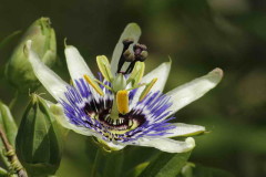 Mburucuyá/Passion flower