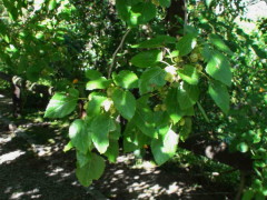 Mora blanca/White Mulberry