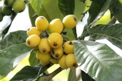 Níspero/Loquat