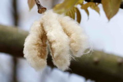 Palo borracho/Silk floss tree