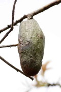 Palo borracho/Silk floss tree