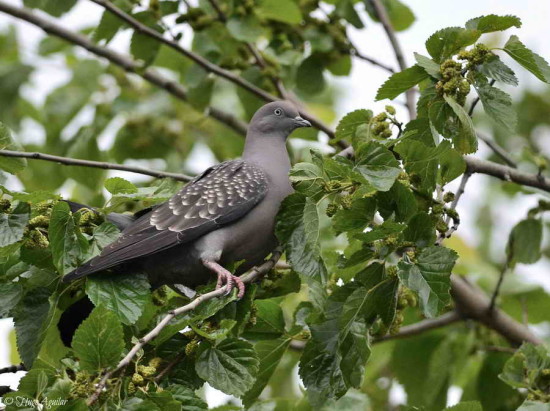 Paloma manchada/Spot-winged Pigeon