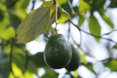 Palto/Avocado tree