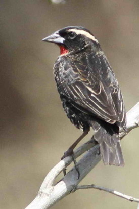 Pecho colorado/White-browed Meadowlark