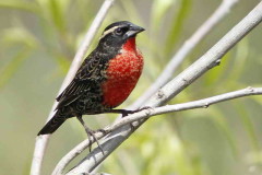 Pecho colorado/White-browed Meadowlark