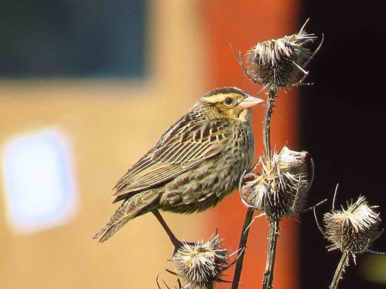 Pecho colorado/White-browed Meadowlark