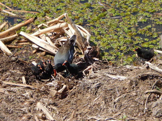 Pollona negra/Common Gallinule