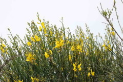 Retama/Spanish broom