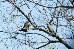 Suirirí real/Tropical Kingbird