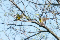 Suirirí real/Tropical Kingbird